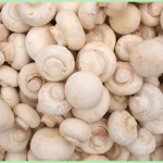 White Button Mushroom grown in organic farm