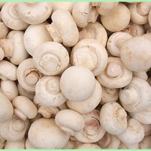 White Button Mushroom grown in organic farm