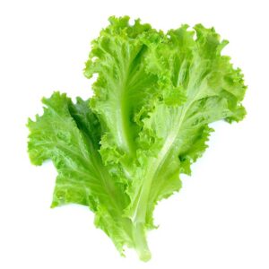 Hydroponic Lettuce