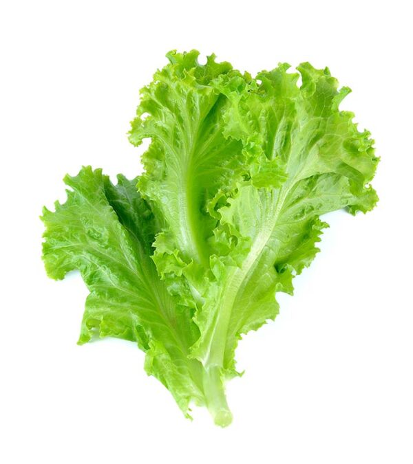 Hydroponic Lettuce