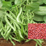 Red Rajma Beans