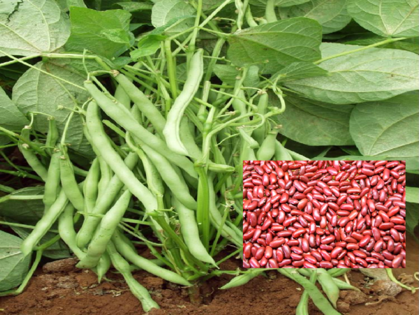 Red Rajma Beans