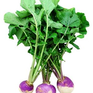 Turnip (Shalgam)