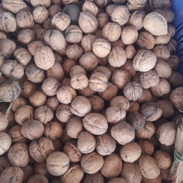 Walnut