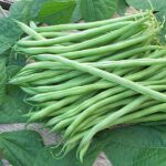 French Beans