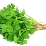 Coriander-Dhaniya