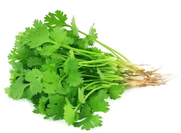 Coriander-Dhaniya